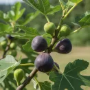 Инжир карликовый комнатный Петит Негра № 3