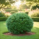 Кизильник блестящий (3 года) № 1