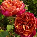 Роза чайно-гибридная миниатюрная Ча Ча № 1