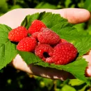 Малина ремонтантная июньская Прималба № 3