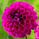 Георгина шаровидная Бум Бум Пурпл № 1