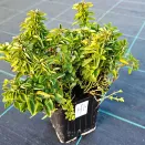 Душица обыкновенная Дьябло № 2