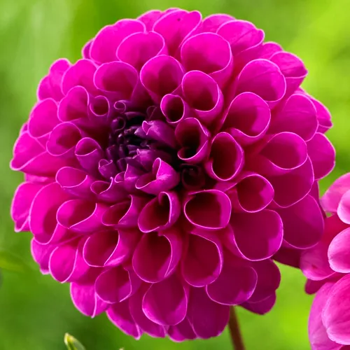 Георгина шаровидная Бум Бум Пурпл