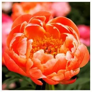 Пион долгоцветущий Корал Шарм