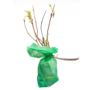 Буддлея Давида Блэк Найт № 2