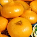 Лук репчатый Золотые купола Уральский дачник № 2