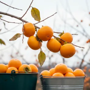 Хурма самоплодная со вкусом рома Джон Рик