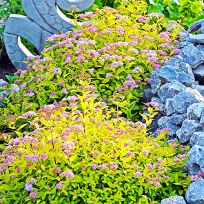 Спирея японская Голдфлейм