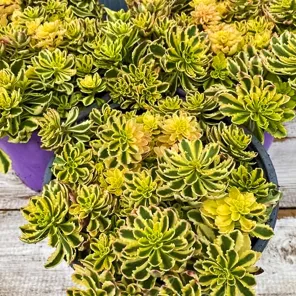 Очиток (седум) Миддендорфа Вариегата