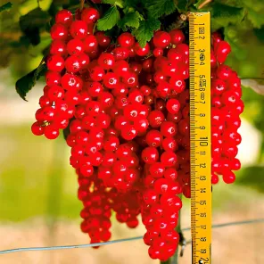 Смородина красная Ровада