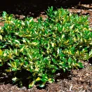 Бересклет засухоустойчивый Форчуна Санспот № 2