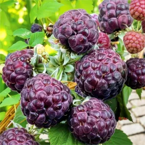 Малина фиолетовая Парпл Джевел