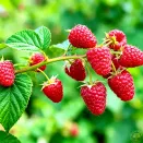 Малина ремонтантная (сверхранняя) Сластиха № 3