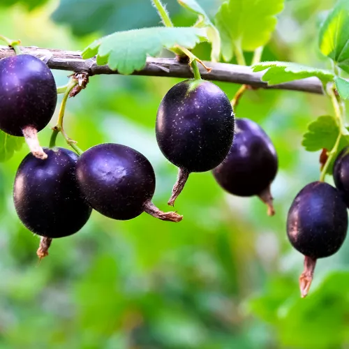 Крыжовник с мягкими шипами Орленок