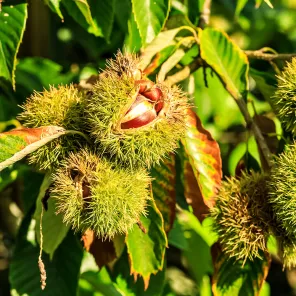 Каштан съедобный китайский