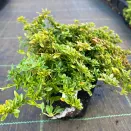 Тимьян (чабрец) лимоннопахнущий Голди № 2