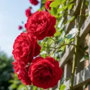 Роза плетистая Фламентанц № 2