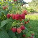 Малина ремонтантная июньская Прималба № 2