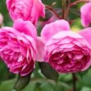 Роза английская с крепким иммунитетом Алан Титчмарш № 2