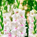 Гладиолус крупноцветковый Норма Джин № 1