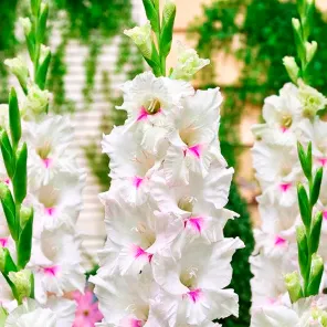 Гладиолус крупноцветковый Норма Джин