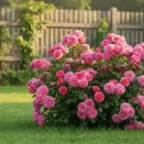 Роза шраб для варенья Тео Клеверс (кулинарная серия) № 1