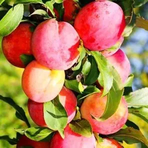 Шарафуга колоновидная Шедевр