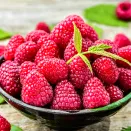 Малина штамбовая ремонтантная Сказочный конь № 1