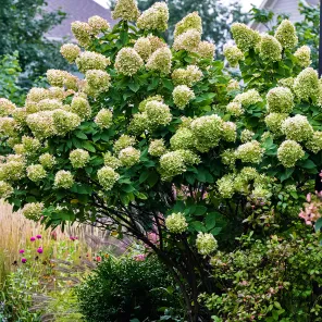 Гортензия метельчатая Лаймлайт