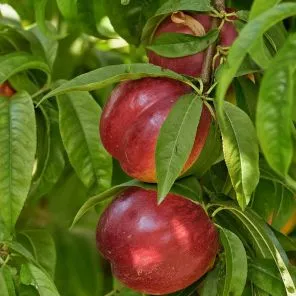 Нектарин узбекский засухоустойчивый Лола