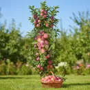 Слива колоновидная Непоражаемая № 2