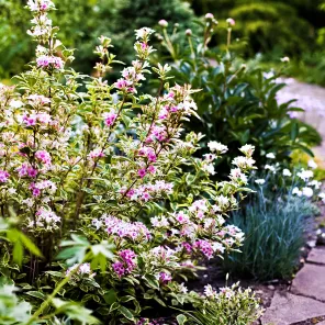 Вейгела цветущая Нана Вариегата