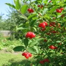 Жимолость красноплодная финская Синдишен № 3