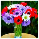 Анемона махровая Сент Бриджит, микс № 2