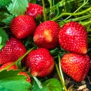 Земляника ремонтантная (крупноплодная) изысканного вкуса Амандин, 5 саж. № 2