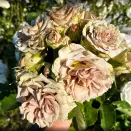 Роза чайно-гибридная Гипноз № 4