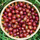 Крыжовник Челябинский слабошиповатый № 1