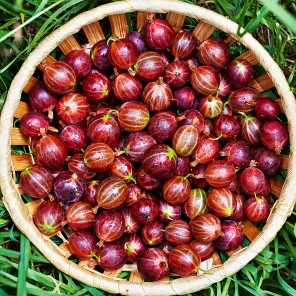 Крыжовник Челябинский слабошиповатый