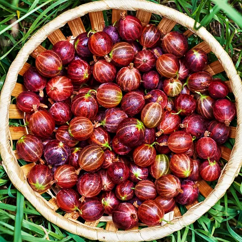 Крыжовник Челябинский слабошиповатый