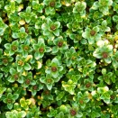 Тимьян (чабрец) лимоннопахнущий Бертрам Андерсон № 2