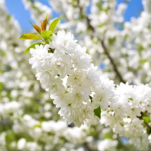 Вишня железистая (русская сакура) Альба Плена