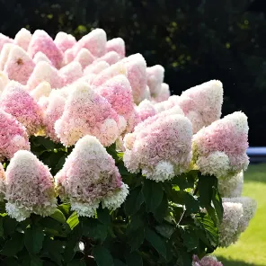 Гортензия метельчатая для новичков Саммер Лав