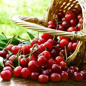 Вишня (дюк) Алиса