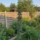 Слива колоновидная самоплодная Фортуна № 1