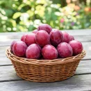 Черрикос (гибрид алычи и абрикоса черного) № 2