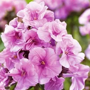 Флокс метельчатый Зенобия