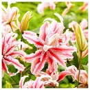 Лилия восточная махровая Мэджик Стар № 2