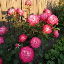 Роза флорибунда горшечная Суни № 2