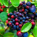 Ирга для сложных почв Принц Вильям № 1