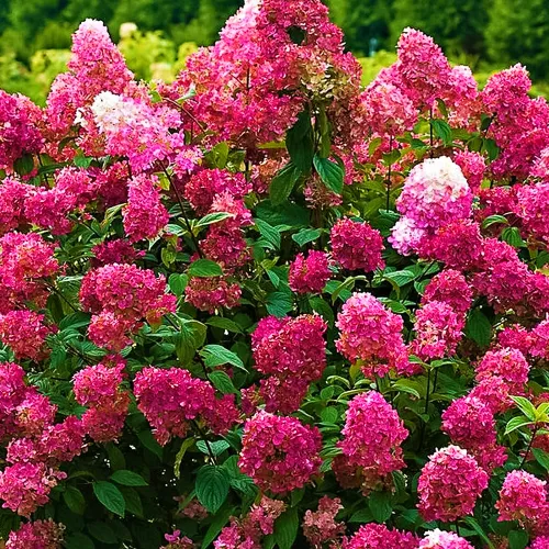 Гортензия метельчатая Вимс Ред Гортензия метельчатая Вимс Ред